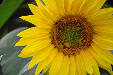 Closeup sunflower with a bee