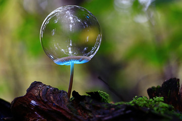 small poisonous mushroom, magic picture