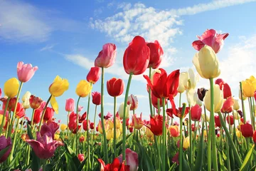 Gartenposter Tulpe Leuchtendes Tulpenfeld und blauer Himmel