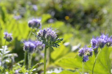 Phacelia