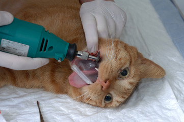 Le vétérinaire chirurgien effectue sur un chat un  détartrage et des soins dentaires sur une...
