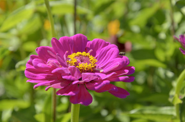 Obraz premium Zinnia