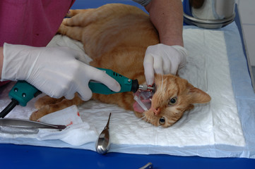 Le vétérinaire chirurgien effectue sur un chat un  détartrage et des soins dentaires sur une...