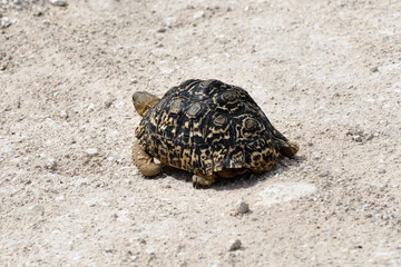 Tortoise, Namibia, Africa