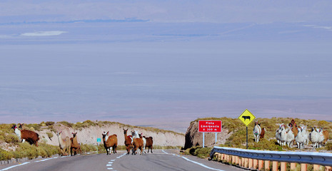 Herd of domesticated llamas and alpacas crossing the empty highway in the Atacama Desert