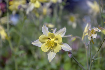 Aquilegia