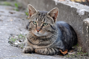tabby cat with yellow eyes lying on the road