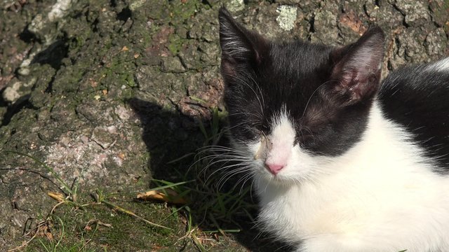 Cat with purulent eye