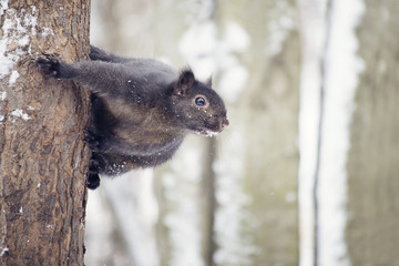 Squirrel on a tree