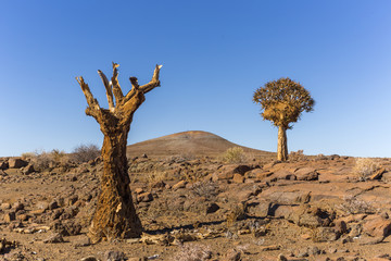 Dead and alive quiver tree