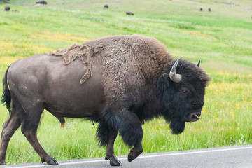 The typical American Bison on the road, Yellowstone National Par