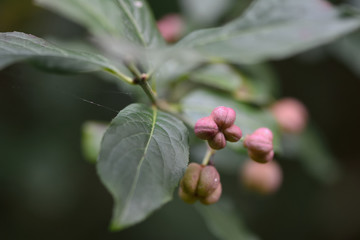 Obraz premium Spindle (Euonymus europaeus). Capsular fruit of a shrub or small tree in the family Celastraceae, turning pink as it ripens
