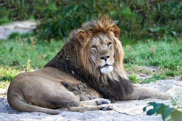 Lion (Panthera leo)