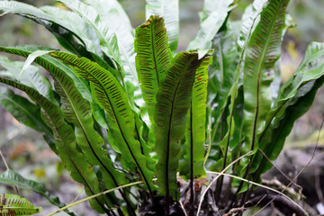 Hart's-tongue fern (Asplenium scolopendrium). Underside of simple, undivided fronds of fern showing sori and sporangia, in the family Aspleniaceae