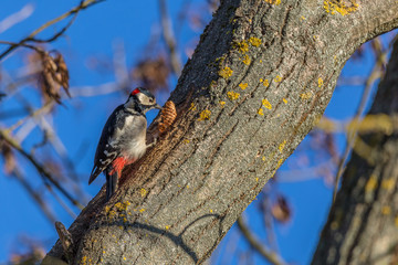 Woodpecker eating a cone on a bright winter day.