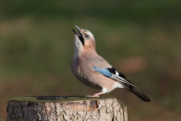 Eurasian Jay on a tree stump while eating sunflower seeds.