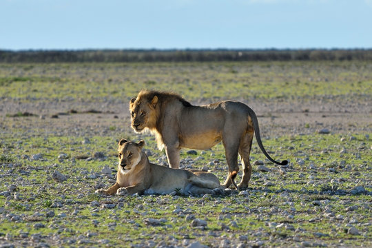 Lions in Etosha, Namibia