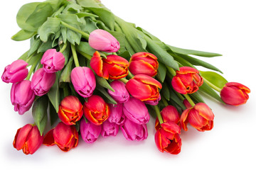 tulips, isolated background