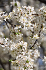 Obraz premium Caucasian plum white blossom