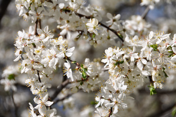 Obraz premium Caucasian plum white blossom