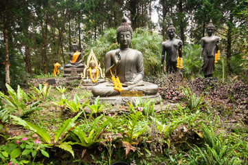 Buddha statue in forest