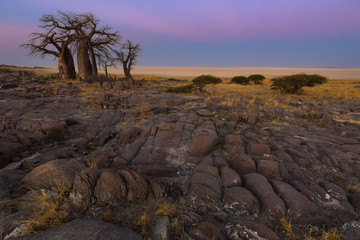 Baobabs in the early morning light