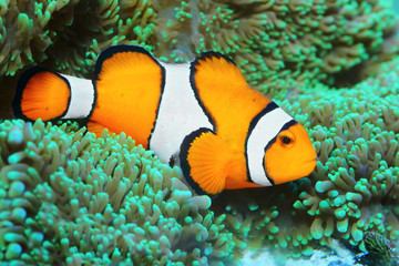 Fototapeta na wymiar Underwater photo of tropical reef fish - Clownfish (Amphiprion ocellaris) Macro with shallow DOF.