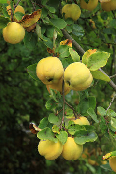 guince fruit from the garden