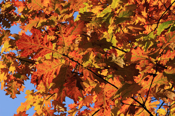 autumn leaves background