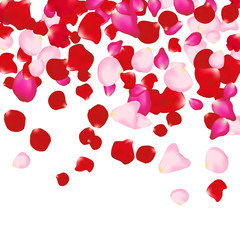 Red and pink rose petals isolated on white. Valentine background. Beauty fashion woman concept