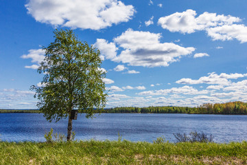 Baum am Joutsijärvi - Finnland 2