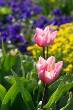 Tulips.  Colorful tulips.