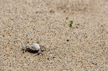 Krabbe am Strand