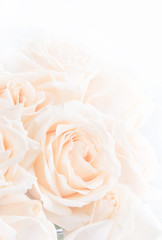 Soft full blown beige roses as a neitral background.  Selective focus.