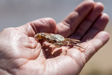 Kleine Krabbe auf einer Hand
