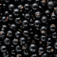 black currant background  top view