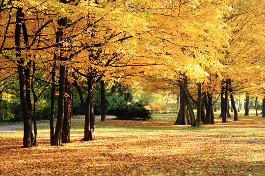 color autumn forest