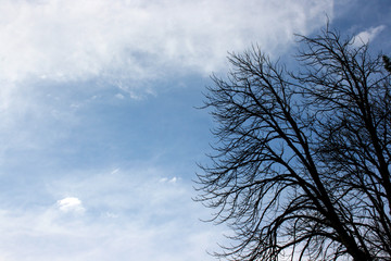 Fototapeta na wymiar Tree silhouette