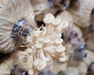 Mushroom cultivation.