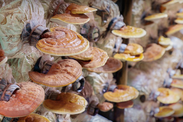 Mushroom cultivation.