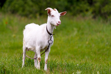 Rural goat grazing in a green field.