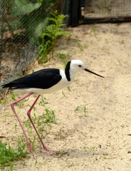 black-winged stilt.