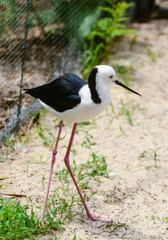 black-winged stilt.