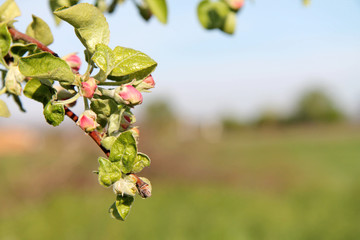 Трава, цветы, растения,  