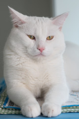 White fat cat you are looking for .