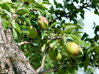 Трава, цветы, растения,  