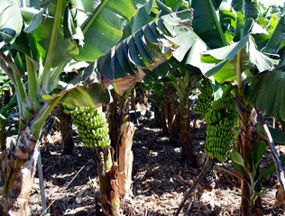 Bunch of bananas on a banana tree. Canary Islands. Spain. © martinedee