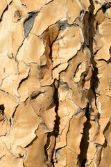 Tree Bark, Quiver Tree, Keetmanshoop, Namibia