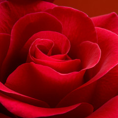 Beautiful Red Rose Close up. Macro Flower Background