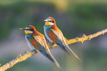 pair colored birds/couple at sunset, on the branch, bee eaters